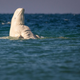 Image for article titled Why Is This Beluga Whale So Ripped?